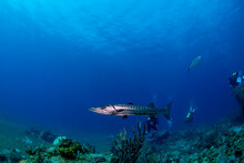 A Baracuda Swimming Over The Reef 