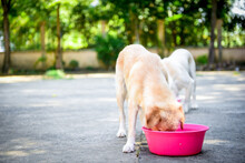 Close-up Golden Retriever Dog Eating Food From Bowl
