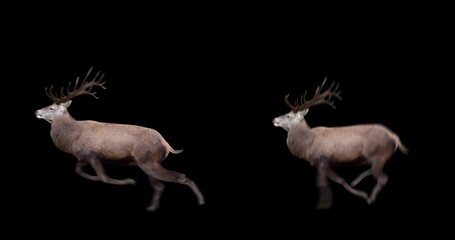 Wall Mural - Set of red deer running and jumping. Isolated cyclic animation. Element for visual effects.