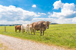 © Karoline Thalhofer - small herd of cows with horns on a pasture in Unterallaeu, Bavaria eats grass and is fenced with barbed wire