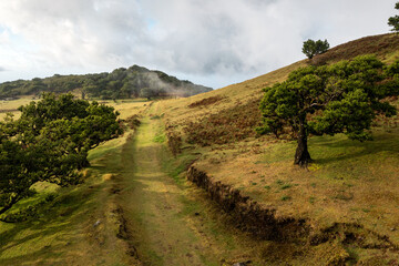 Sticker - Fanal forest in Madeira highlands