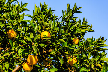 Wall Mural - Orange tree with ripe fruits at the orchard