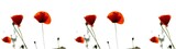 Fototapeta Kwiaty - Panel szklany do kuchni czerwone maki na kremowym tle
