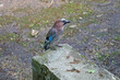 A jay bird with blue, white and brown feathers sits on a stone in a park on a spring day