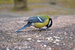 The tit bird sits on a stone and eats a seed on a winter day
