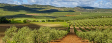View Of Large Agricultural Areas Of Olive Trees In The Andalusian Countryside (Spain)