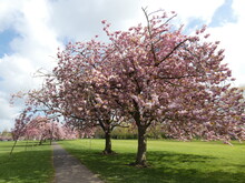 Cherry Blossoms On Harrogate's Stray North Yorkshire UK