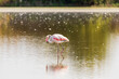 Fenicottero rosa che vive nella laguna del mare. Uccello acquatico con le piume colorate allo stato brado.
