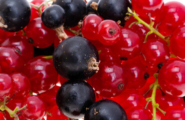 Wall Mural - currant berry isolated