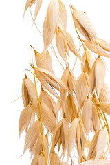 Sticker - ear of oats isolated