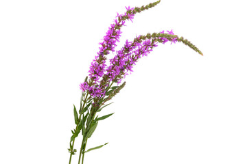 Canvas Print - loosestrife flower isolated