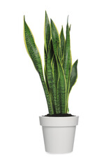 Wall Mural - Beautiful Sansevieria plant in pot isolated on white. House decor