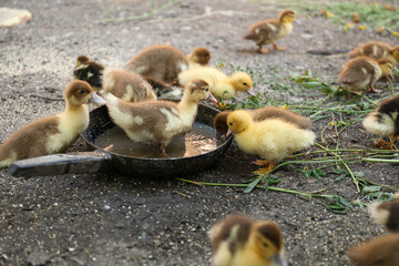 Poster - Cute fluffy ducklings near pan of water in farmyard