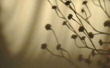 Zdjęcie Tekstury Przedstawiające Cień Gałęzi Z Kwiatami Na Beżowym Tle