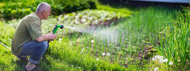 Farmer with garden hose and gun nozzle watering vegetable plants in summer. Gardening concept. Agriculture plants growing in bed row