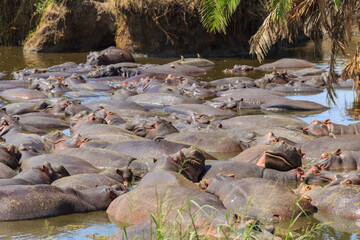 Sticker - Group of hippos (Hippopotamus amphibius) in a river in Serengeti National Park, Tanzania. Wildlife of Africa