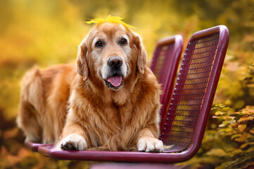 Sticker - happy old golden retriever dog lying down on a bench with fallen leaf on his head