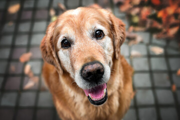 Wall Mural - happy old dog portrait looking up, top view