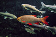 Rudd fish swims underwater. Rudds - species of freshwater fish of the carp family.