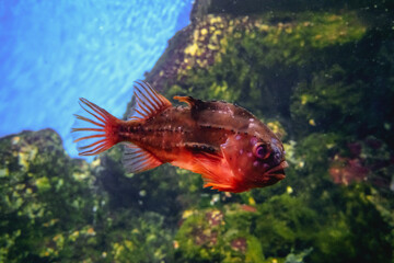 Wall Mural - Lumpsucker, lumpfish or sparrow fish (Cyclopterus lumpus) is a species of marine ray-finned fish from the family of lumpfish (Cyclopteridae). Fish swims underwater near bottom.