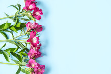 Beautiful Alstroemeria Flowers On Blue Background