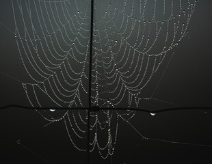 Dew drops on cobwebs on the wire mesh of the fence