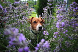 Fototapeta Lawenda - Jack Russell Terrier dog in the garden between a beautifully blooming lavender.
Pies Jack Russell Terrier w ogrodzie między pięknie kwitnącą lawendą
