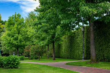 Wall Mural - curved stone tile walkway in the backyard under shadow among green plants of evergreen thuja hedges and trees with deciduous bushes and iron garden lantern and retro pillar lighting, nobody.