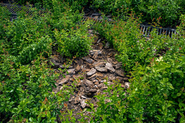 Wall Mural - Mulch from the brown bark of pine tree around the deciduous bushes in landscaping of growth backyard garden with iron lattice drain system for rain water, nobody.