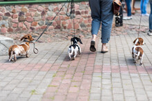 Three Miniature Dachshunds On A Leash From The Back.