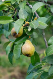 gruszka rośnie na drzewie owoc jedzenie zdrowe naturalne 