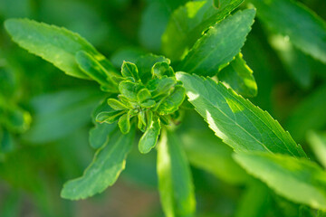 Wall Mural - Stevia rebaudiana.Stevia rebaudiana branch on blurred green garden background. sweet leaf sugar substitute..Close up of the leaves of a stevia plant.Alternative Low Calorie Vegetable Sweetener 