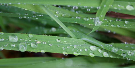 Green leaves have drops of rain on them.