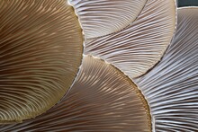 Closeup Of A Mushroom