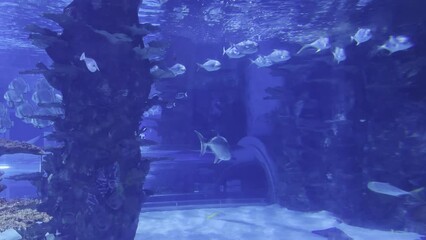Wall Mural - Flocks of fish swim past the coral reef in the aquarium