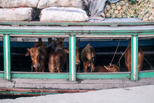 Cattle And Plantation Products Are Transported By Boat To Remote Areas