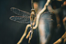 Dragonfly That Perches On A Plant Branch During The Day Nature Background Premium Photo