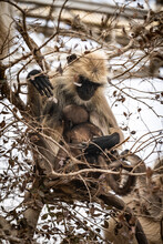 Feeding Monkey Sitting On A Branch