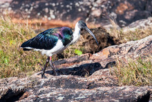 Straw-necked Ibis On The Rocks At The Seaside