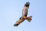 Fototapeta Tęcza - Marsh Harrier, Circus aeruginosus, Birds of prey, Europe Wildlife