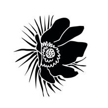 Pasque-flower Anémone Pátens (Pulsatilla, Wind Flower, Prairie Crocus) Black Imprint Logo Or Icon