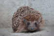 Animal hedgehog portrait.