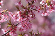 Flowering sakura tree.