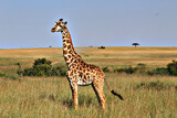 Fototapeta Zwierzęta - Jirafa en la reserva de Masai Mara