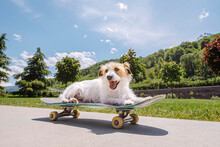 Cute Jack Russell Terrier Sitting On Skateboard