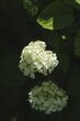 © paralisart - Selective focus on beautiful bush of blooming white Hydrangea or Hortensia flowers in summer. Natural background.