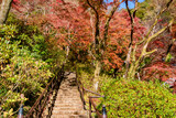 Fototapeta Na drzwi - 秋の奈良県・長谷寺で見た、色鮮やかな紅葉と快晴の青空