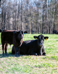 Wall Mural - Angus cow lying down w calf standing - portrait