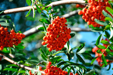 Red Berries On A Branch