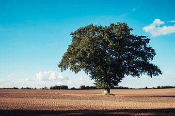 Green tree grow on the empty field Nature background